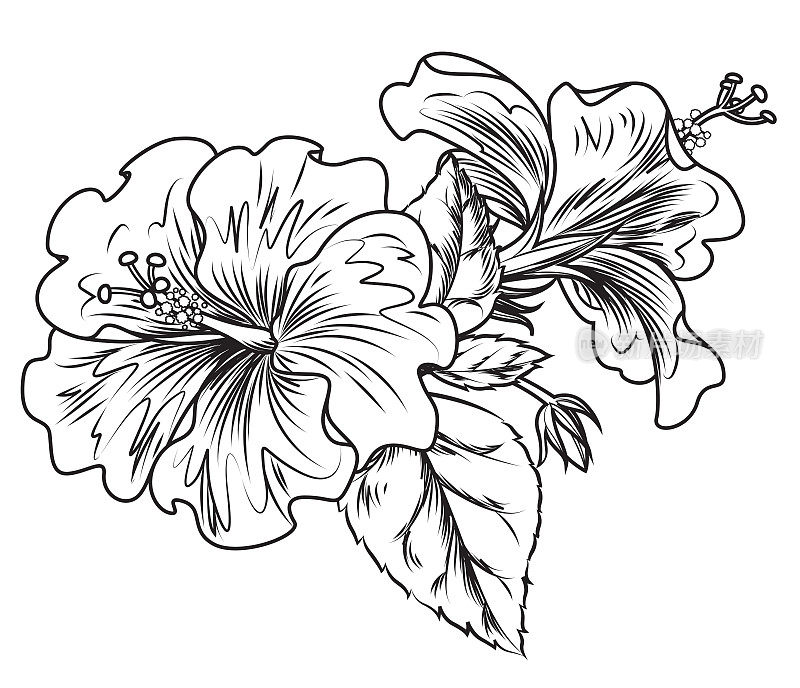 Hibiscus flower drawing